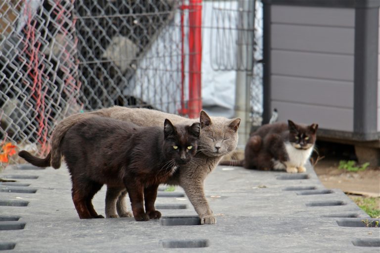 Philadelphia is home to 400,000 stray and feral cats. Those living in a managed colony are trapped, neutered and released back into the colony where they are fed and looked after by volunteers. (Emma Lee/WHYY)