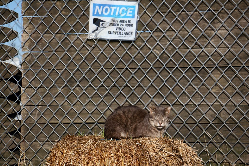 2019 04 01-e lee-philadelphia-feral cat colony A feral cat suns itself in a cat colony that is watched over by the Delaware River Waterfront Corporation.