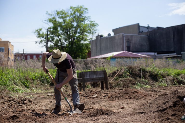 Willow Zef volunteers at the César Andreu Iglesias Community Garden, established by Philly Socialists in 2012 near Lawrence and Norris streets. (Angela Gervasi for WHYY)