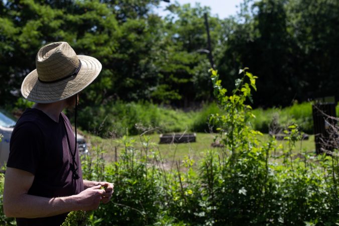Willow Zef volunteers at the César Andreu Iglesias Community Garden, an initiative established by Philly Socialists in 2012 near Lawrence and Norris streets. (Angela Gervasi for WHYY)