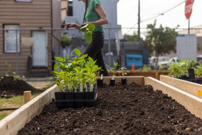 June Vroegindewey, a former volunteer at La Finquita, now volunteers at Garden Esquina following La Finquita's closure. (Angela Gervasi for WHYY)