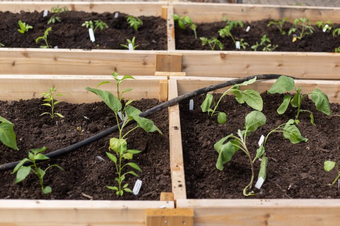 Hot and sweet pepper plants adorn the new garden beds at Garden Esquina. Raised garden beds are a common tactic for city farms, as they help prevent the use of contaminated soil. (Angela Gervasi for WHYY)