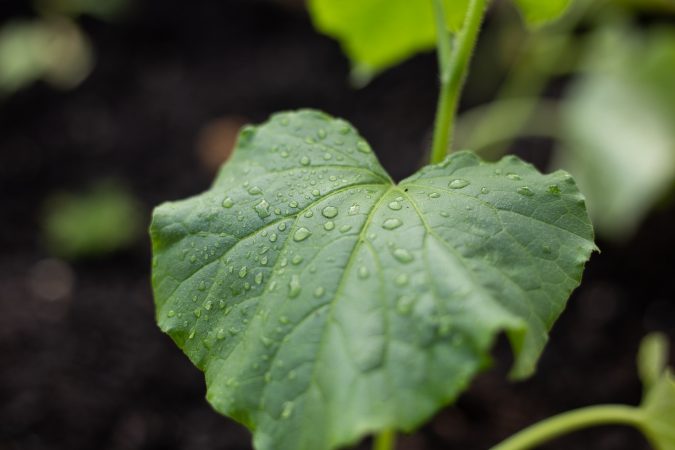 Freshly watered plants adorn a new community garden, Garden Esquina. Volunteers plan to establish an underground water line for a steady source of irrigation. (Angela Gervasi for WHYY)