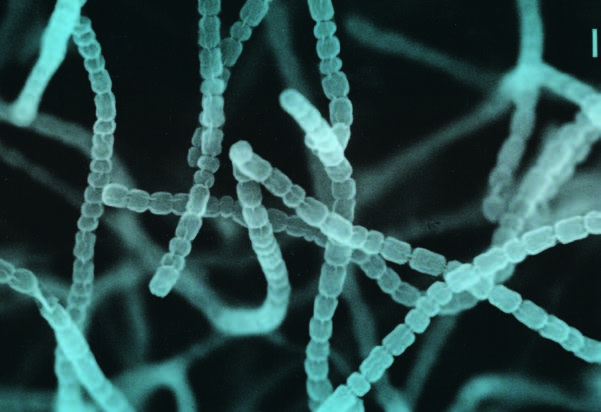 Streptomyces griseus, New Jersey's new state microbe
(Docwarhol [CC BY-SA 4.0 (https://creativecommons.org/licenses/by-sa/4.0)])