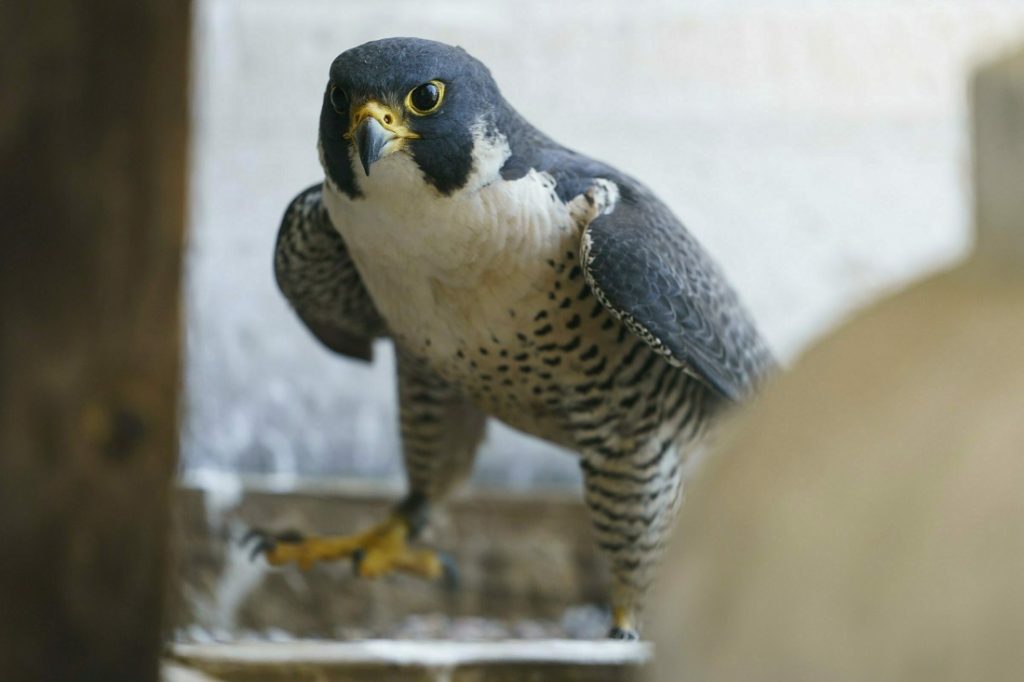 City Hall Tower Peregrine Falcon In this Wednesday, May 15, 2019, photo a mother Peregrine Falcon guards her baby and nest on the City Hall Tower, after peregrine falcon banding in Philadelphia. (Jessica Griffin/The Philadelphia Inquirer via AP)