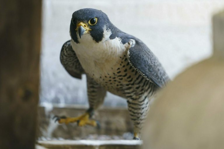 In this Wednesday, May 15, 2019, photo a mother Peregrine Falcon guards her baby and nest on the City Hall Tower, after peregrine falcon banding in Philadelphia. (Jessica Griffin/The Philadelphia Inquirer via AP)