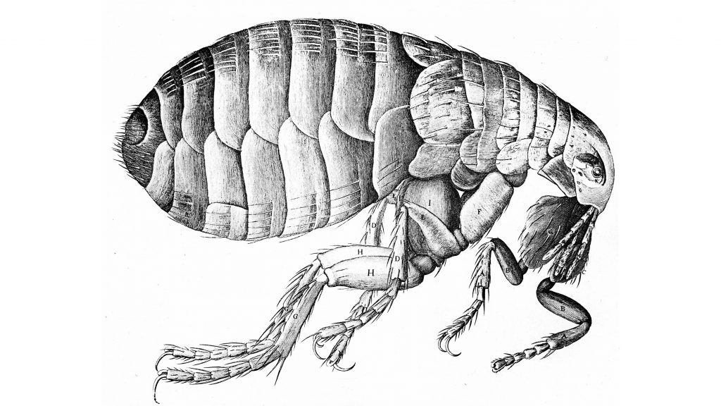 The bacterium that causes the plague travels around on fleas. This flea illustration is from Robert Hooke’s Micrographia, published in London in 1665. The bacterium that causes the plague travels around on fleas. This flea illustration is from Robert Hooke's Micrographia, published in London in 1665. (Getty Images)