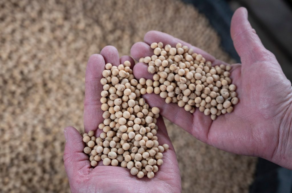 Companies are using new gene-editing tools to alter the DNA of food crops. One of these products is a soybean with a healthier kind of oil.
Companies are using new gene-editing tools to alter the DNA of food crops. One of these products is a soybean with a healthier kind of oil. (Johannes Eisele/AFP/Getty Images)