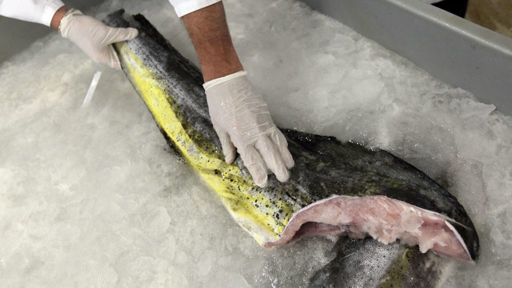 Above, fresh mahi mahi harvested from the sea. A handful of cell-based seafood companies are attempting to create fresh fish species, including mahi mahi, in a lab — where they will be grown without a head, tail, skin or bones. Above, fresh mahi mahi harvested from the sea. A handful of cell-based seafood companies are attempting to create fresh fish species, including mahi mahi, in a lab — where they will be grown without a head, tail, skin or bones. (Boston Globe/Boston Globe via Getty Images)