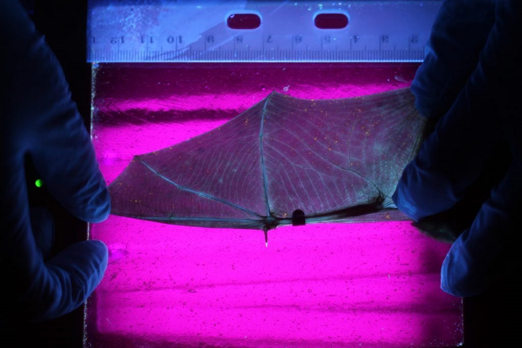 low-infection.sipa_-1920×1280 Little brown bat with very little infection. Brent Sewall/Temple University
