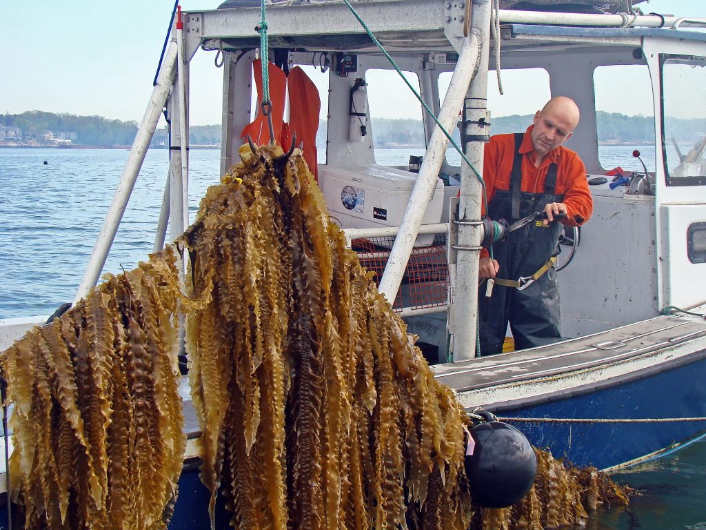seaweed farming Bren Smith lifts a line of kelp on his farm. Photo provided by GreenWave