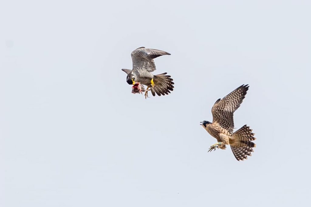 Falcons soar through the sky above downtown Wilmington. The birds were closely monitored by dozens of bird watchers as part of the Delaware Ornithological Society’s 12th annual falcon watch. (Courtesy Jerry am Ende/Delaware Ornithological Society)