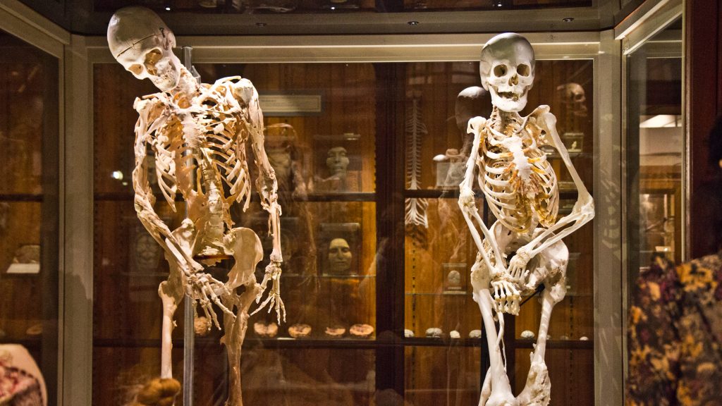 2019-02-28-kpaynter-mutter-museum-carol-fop-2 Skeletons on display at the museum