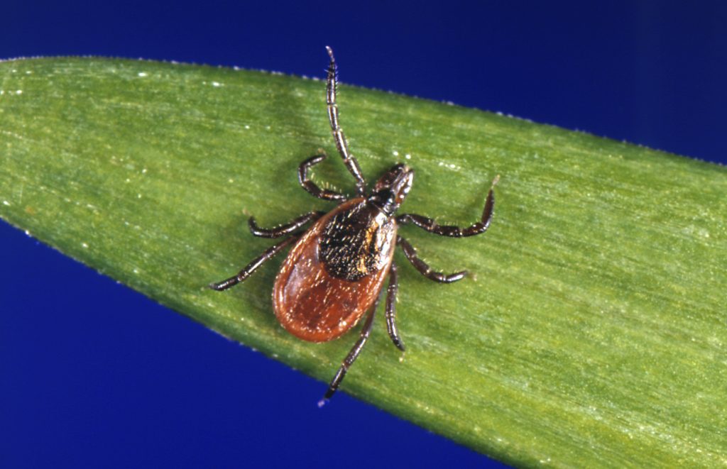Cold Weather Ticks In this undated file photo provided by the U.S. Centers for Disease Control and Prevention (CDC), a blacklegged tick - also known as a deer tick, rests on a plant. (CDC via AP)