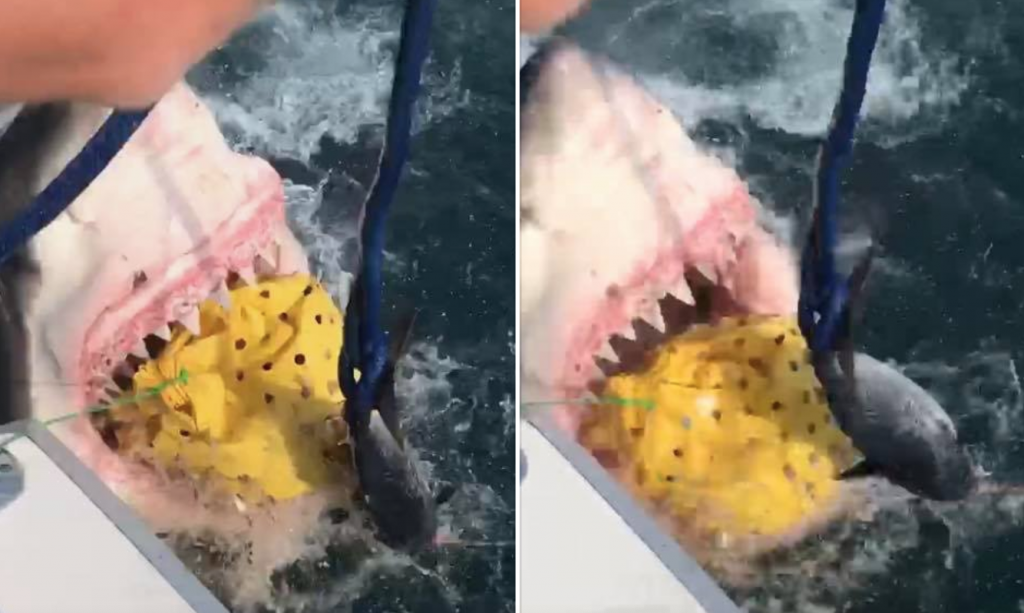 Screen Shot 2019-06-18 at 2.28.39 PM A great white shark grabs a bag filled with bait off the New Jersey coast on Monday. (Courtesy of Jeff Crilly)