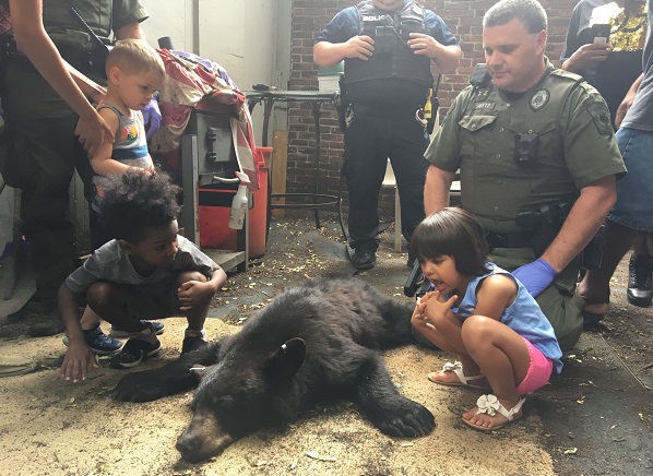 bearKM-sz Children got a lesson in wildlife management after the Pa. Game Commission tranquilized a bear that had wandered into Harrisburg. (Katie Meyer/WITF)