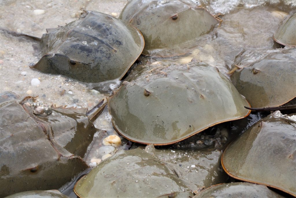A group of male and female Horseshoe crabs on the beach