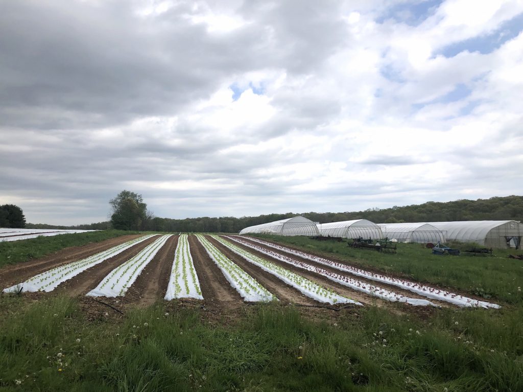 Lettuce sprouts amid rows of plastic covering the ground at One Straw Farm, an organic operation north of Baltimore. Although conventional farmers also use plastic mulch, organic produce farms like One Straw rely on the material even more because they must avoid chemical weed killers, which are banned in organic farming. Lettuce sprouts amid rows of plastic covering the ground at One Straw Farm, an organic operation north of Baltimore. Although conventional farmers also use plastic mulch, organic produce farms like One Straw rely on the material even more because they must avoid chemical weed killers, which are banned in organic farming. (Lisa Elaine Held/NPR)