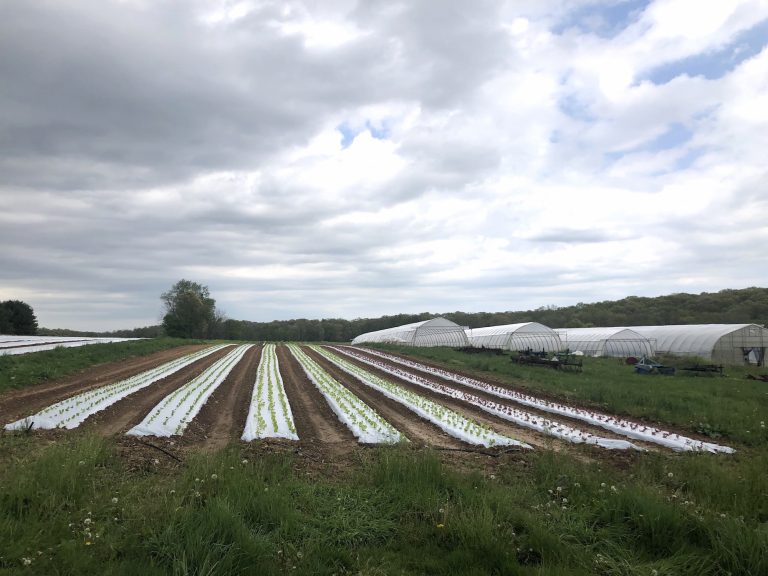 Lettuce sprouts amid rows of plastic covering the ground at One Straw Farm, an organic operation north of Baltimore. Although conventional farmers also use plastic mulch, organic produce farms like One Straw rely on the material even more because they must avoid chemical weed killers, which are banned in organic farming. (Lisa Elaine Held/NPR)