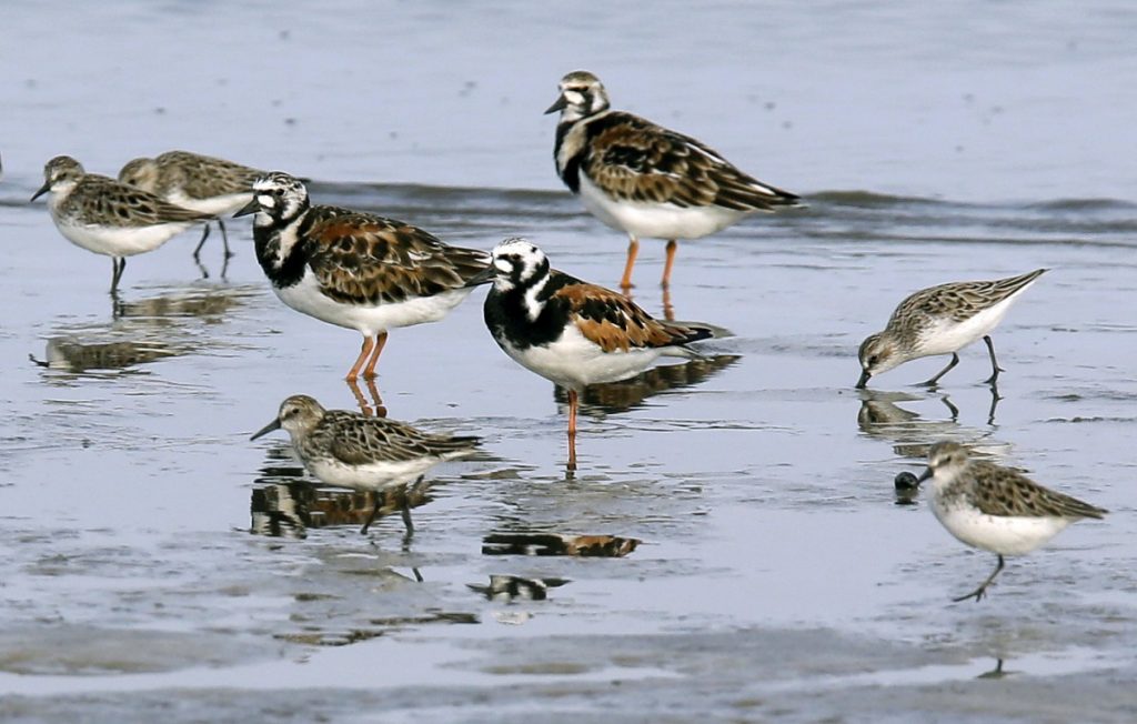 Tracking Bird Flu In this May 22, 2018 photo, ruddy turnstones, larger birds, and semipalmated sandpipers walk near the shoreline at Kimbles Beach, Middle Township NJ. Each spring, shorebirds migrating from South America to the Arctic stop on the sands of Delaware Bay to feast on masses of horseshoe crab eggs. It's a marvel of ecology. It's also one of the world's hot-spots for bird flu and a bonanza for scientists seeking clues to how influenza evolves so they just might better protect people. (AP Photo/Jacqueline Larma). (AP Photo/Jacqueline Larma)