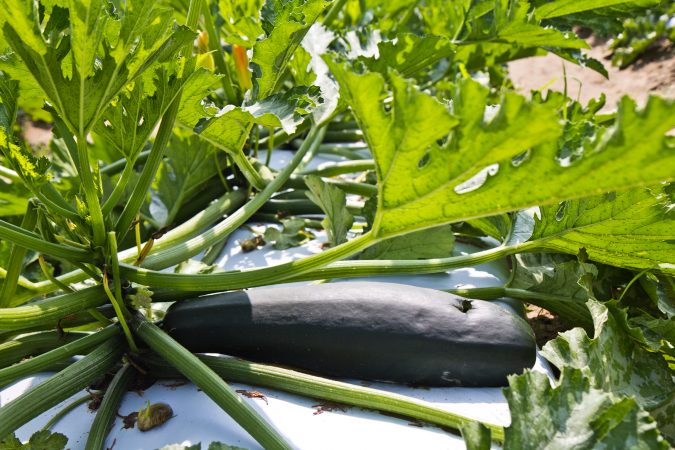 Squash at Duffield’s farm in South Jersey. (Kimberly Paynter/WHYY)
