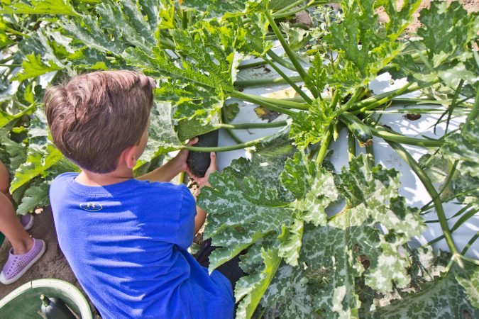 3rd graders from Washington Township in South New Jersey picked squash at Duffield's Farm for communities in need Wednesday morning. (Kimberly Paynter/WHYY)