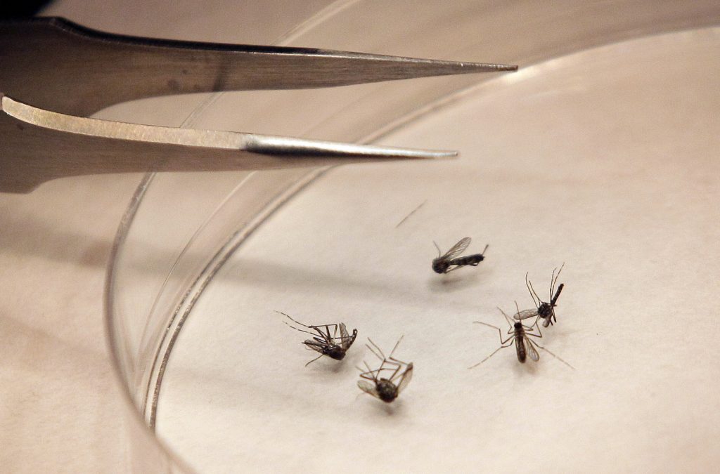 West Nile Mosquitoes Mosquitos are sorted in a lab