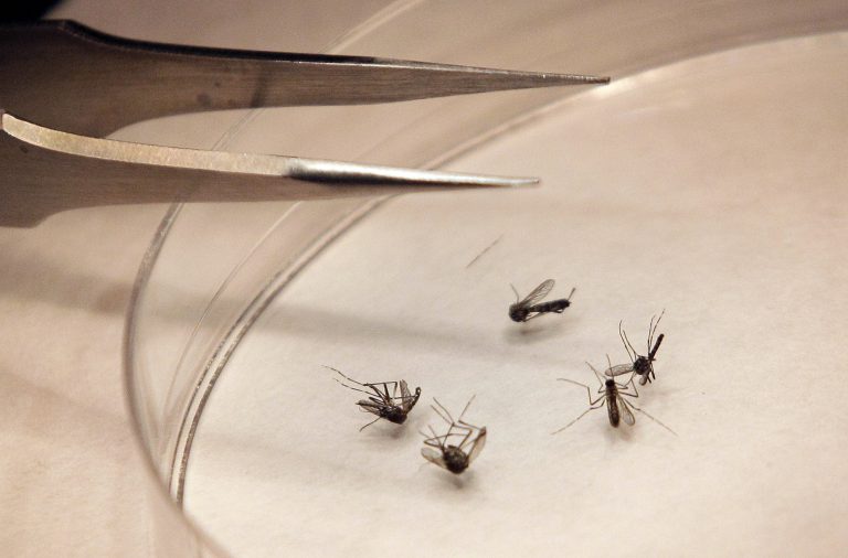 Mosquitos are sorted in a lab