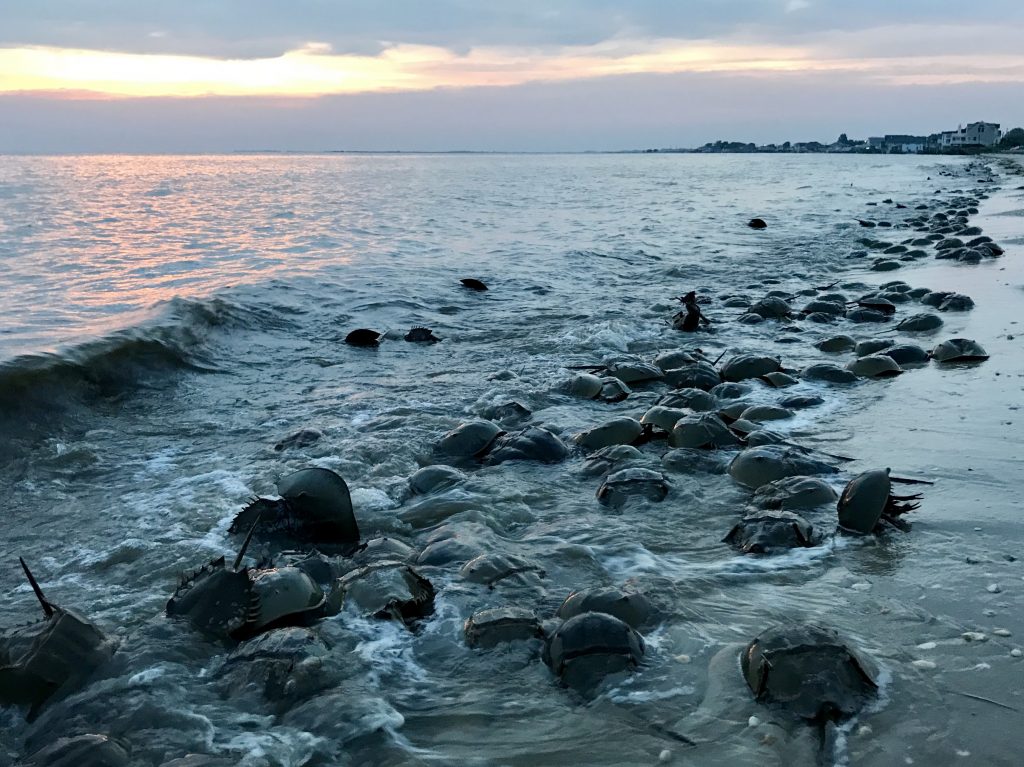horseshoe crabs When the spring high tides strike, horseshoe crabs know its time to spawn. Tens of thousands of them descend on the Delaware Bay every year for an epic mating ritual. (Steph Yin/WHYY)