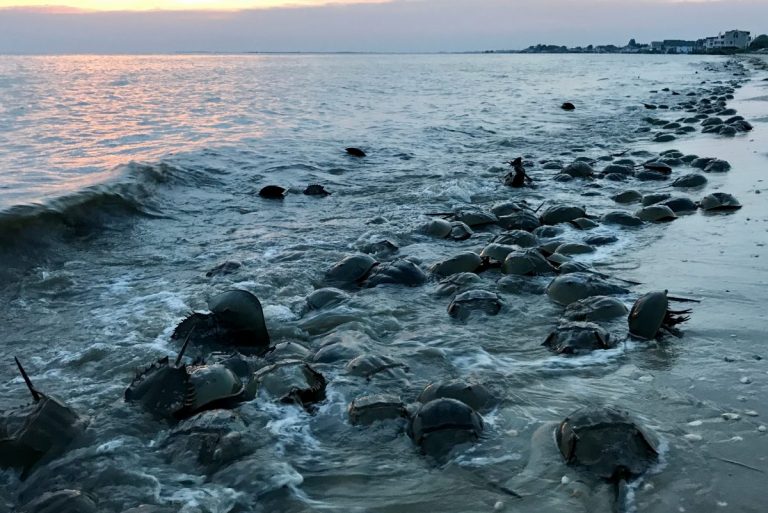 When the spring high tides strike, tens of thousands of horseshoe crabs descend on the Delaware Bay to spawn. (Steph Yin / WHYY)