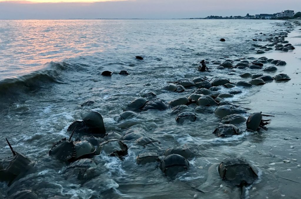 IMG_E1217_crop Horseshoe crabs along the shoreline at the beach