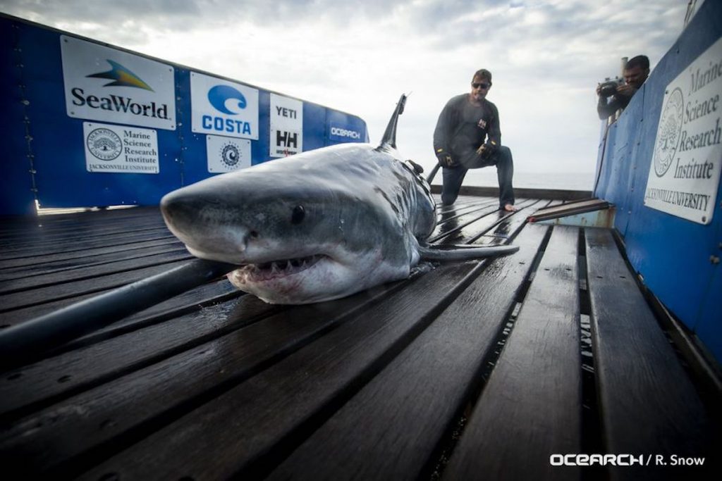 Miss-May The great white shark 'Miss May.' (Image courtesy of OCEARCH)