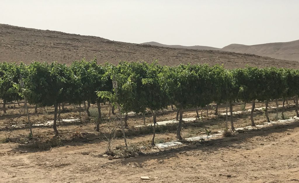 NEGEV_WINE_1800 Using desert-taming techniques the ancients mastered, farmers in Israel’s Negev desert are growing wine grapes. (Image courtesy of Ben-Gurion University)