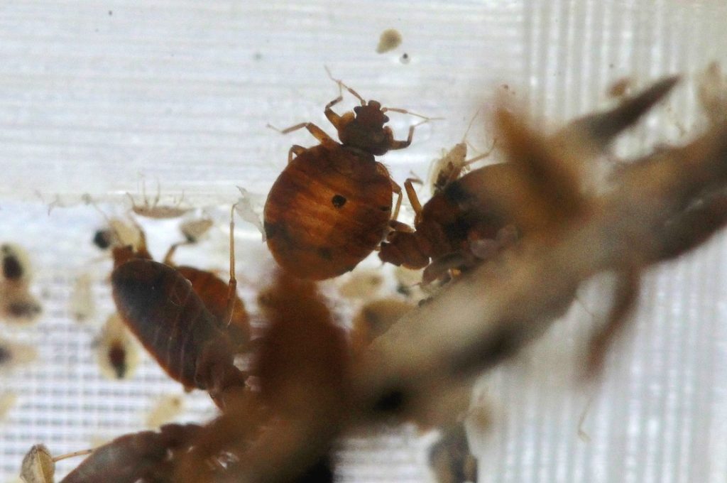 Bedbugs Summit Bedbugs are seen in a container from the lab at the National Pest Management Association, during the National Bed Bug Summit in Washington, Tuesday, Feb. 1, 2011. (AP Photo/Alex Brandon)