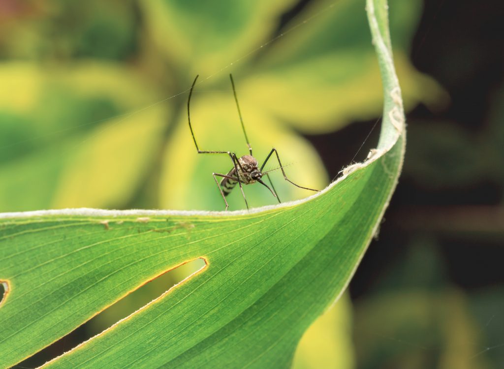 Close Up Of Aedes Aegypti Mosquito Resting On The Leaf In Garden Close up photo of a mosquito on a leaf