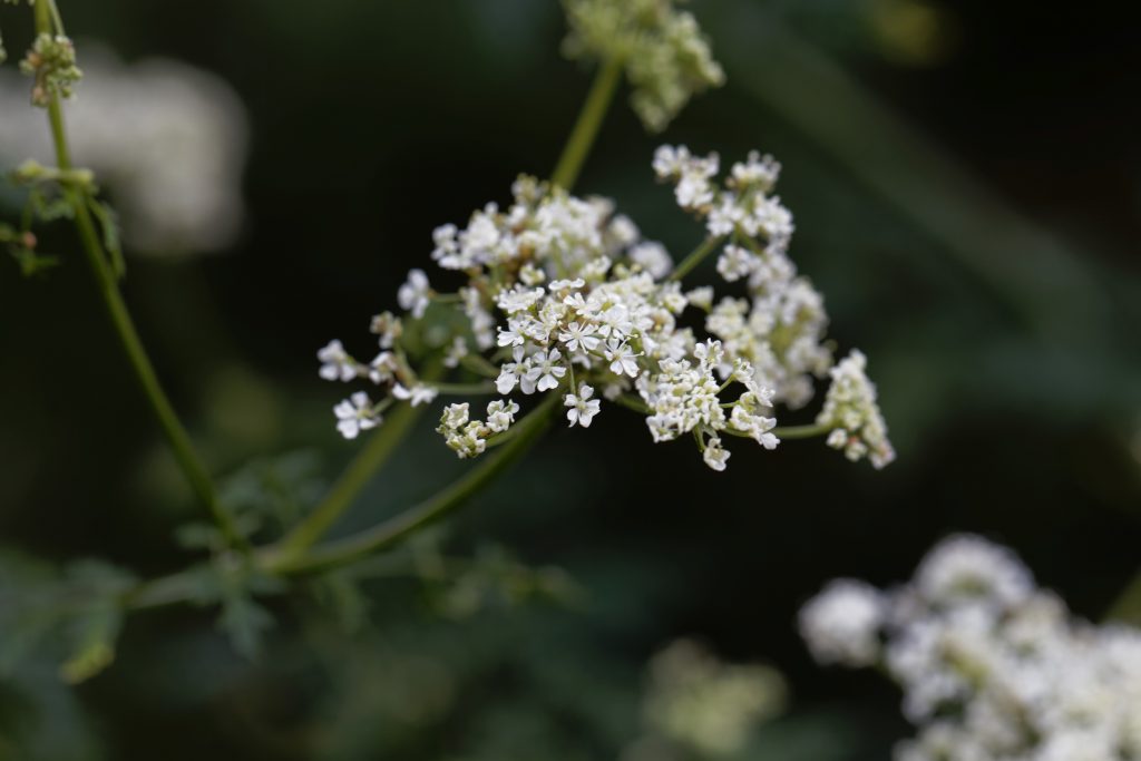 Poison Hemlock Flowers, Conium Maculatum Hemlock flowers (Bigstock/ChWeiss)