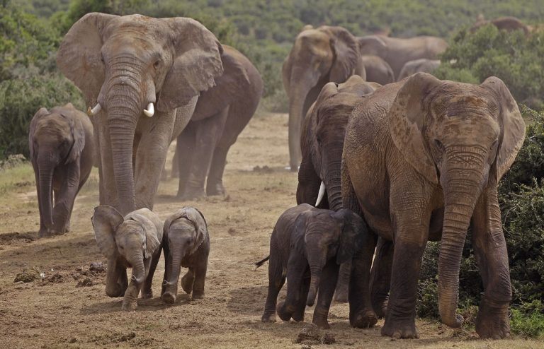 (AP Photo/Schalk van Zuydam)