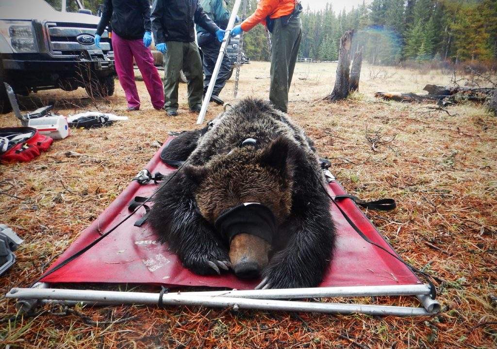 grizzlies00 A field crew prepares to weigh a grizzly bear they have collared as part of ongoing research into Alberta's grizzly population. (Molly Segal/For WHYY)