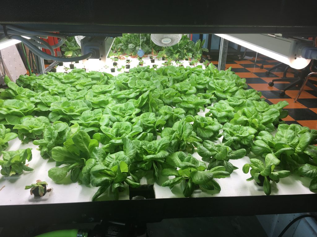 These greens are among the hydroponic crops grown by students at Brownsville Collaborative Middle School, in Brooklyn, N.Y. In June, the students started to sell discounted boxes of the fresh produce to community members. These greens are among the hydroponic crops grown by students at Brownsville Collaborative Middle School, in Brooklyn, N.Y. In June, the students started to sell discounted boxes of the fresh produce to community members. (Robin Lloyd for NPR)