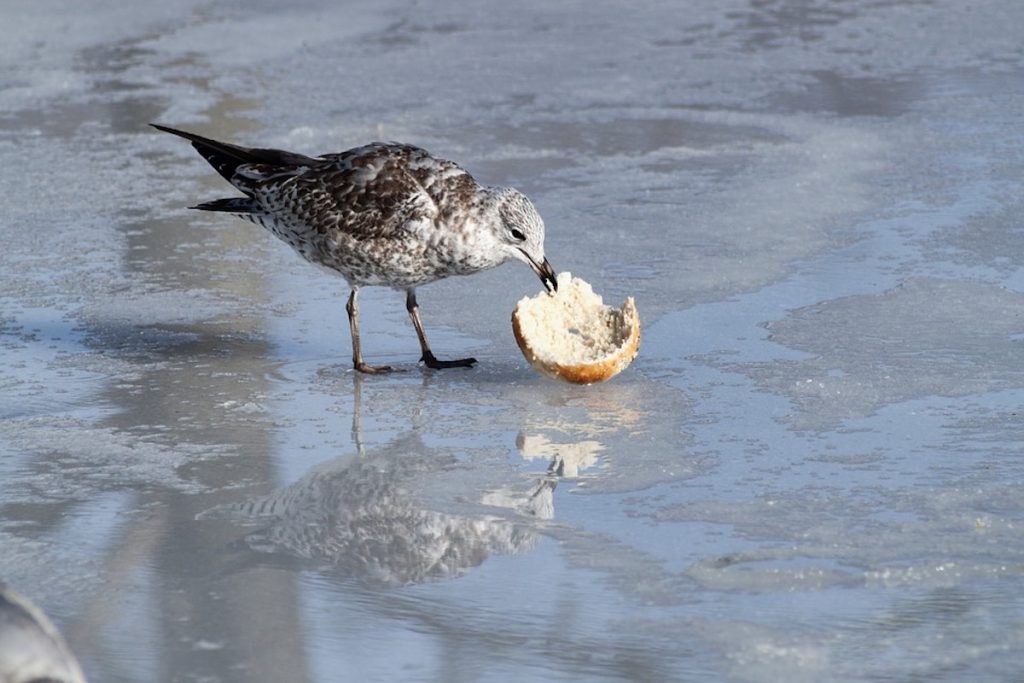 seagull-1183949_960_720-1 (Creative Commons)