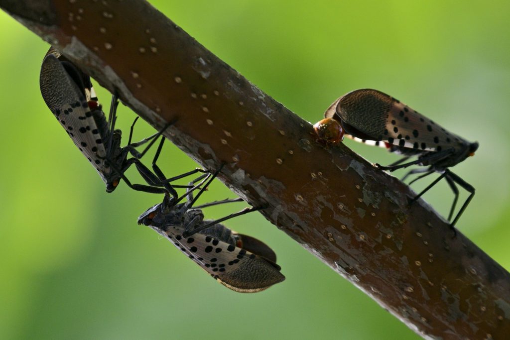 2018 09 16-b slabbers-berks county green lane reservoir-spotted lanternfly Spotted lanternflies colonize trees along a pathway on the banks of the Green Lane Reservoir in Berks County, Pa., on September 16, 2018. (Bastiaan Slabbers for WHYY)