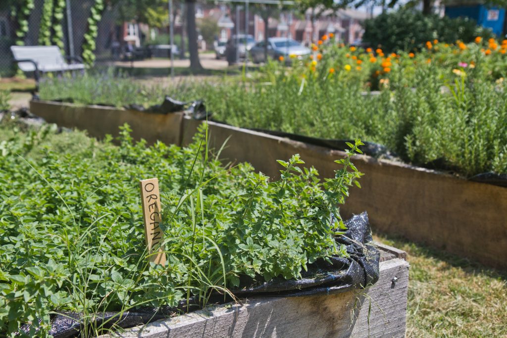2019 07 24 k paynter ruth bennett community farm chester pa Oregano grows at the Ruth Bennett Community Farm in Chester, Pa. (Kimberly Paynter/WHYY)