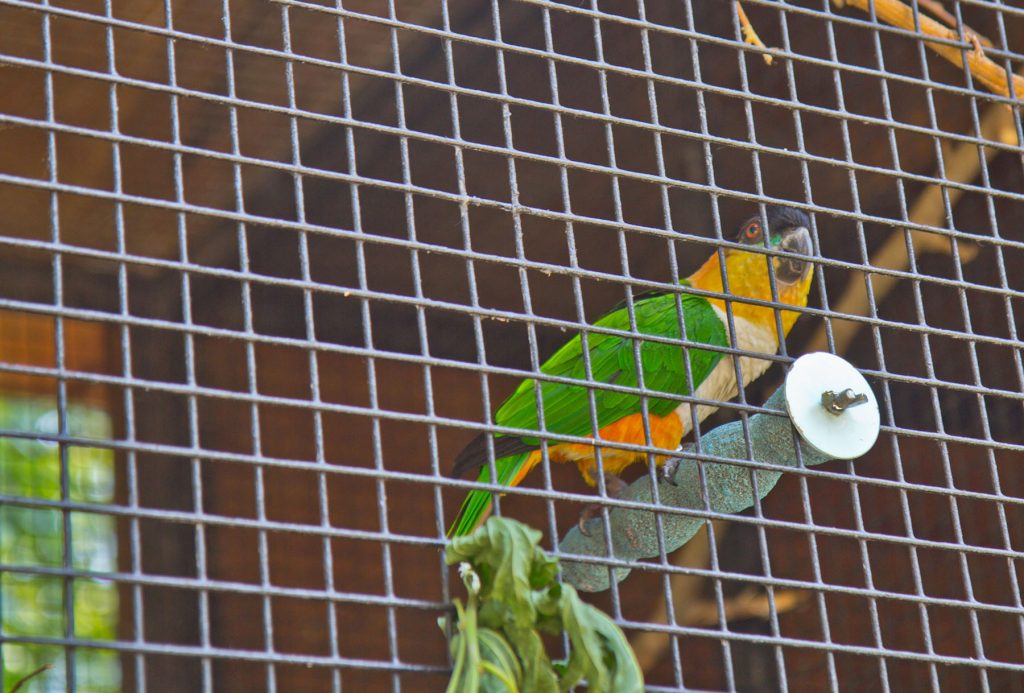2019 08 13 play paynter 1800 Mo, a black-headed caique, peers out of his cage at the Bradywine Zoo. (Kimberly Paynter/WHYY)