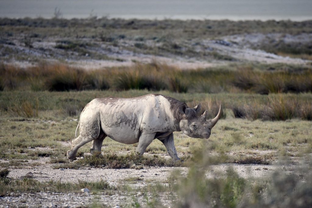 Switzerland Endangered Species Picture taken on March 5, 2019 shows a black rhinoceros in the savannah landscape of the Etosha National Park. (Matthias Toedt/AP via AP)