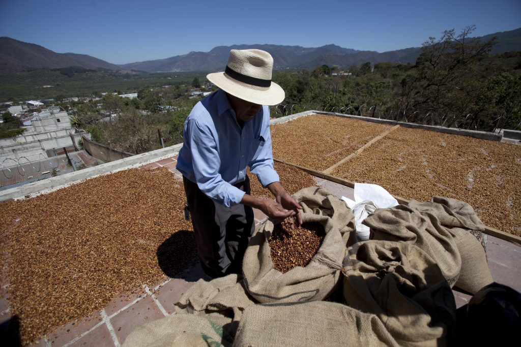 Guatemala Coffee Rust Small coffee producer Hector Perez dries coffee beans on his home's roof in San Gaspar Vivar, Guatemala, Saturday, Feb. 9, 2013. (AP Photo/Moises Castillo)