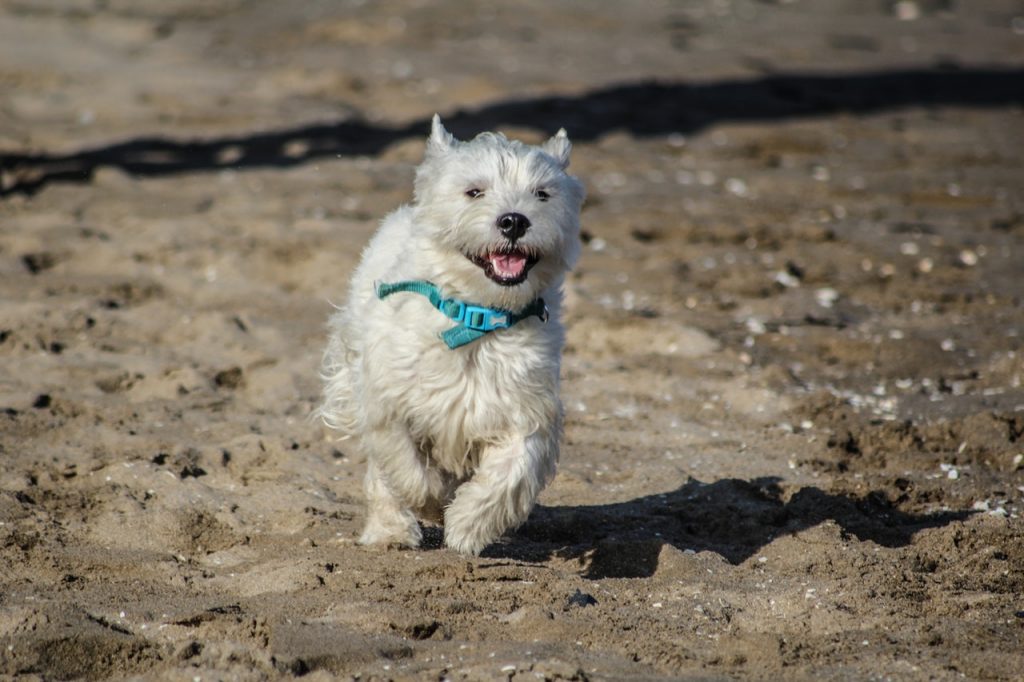 beach-dog-dog-on-beach-947345 Public domain image