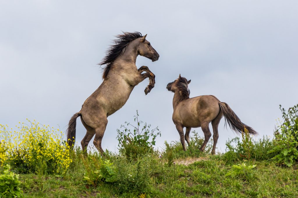 Konik horses fighting in the Oostvaardersplassen reserve in the Netherlands Konik horses fighting in the Oostvaardersplassen reserve in the Netherlands. (Image courtesy of Andrew Balcombe)