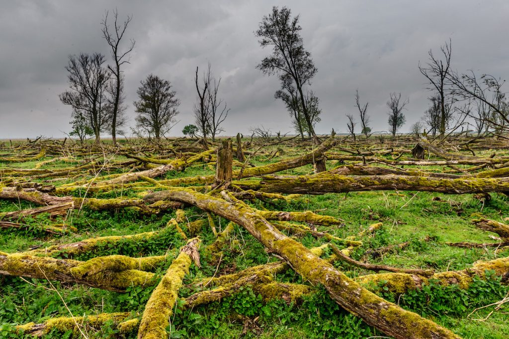 Fallen Trees, Overgrown By Mosses, Against An Overcast Sky, In The Dutch Nature Reserve Oostvaarders The Dutch Nature reserve Oostvaardersplassen. (Bigstock/durktalsma)