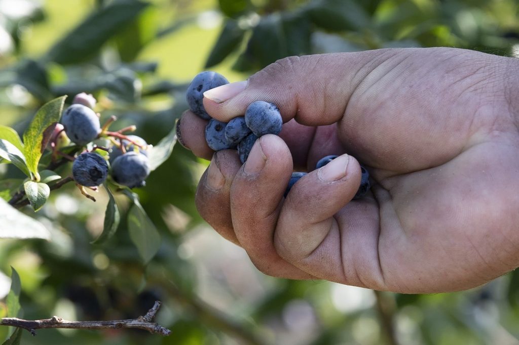 blueberry farm picker A worker picks blueberries at a farm in