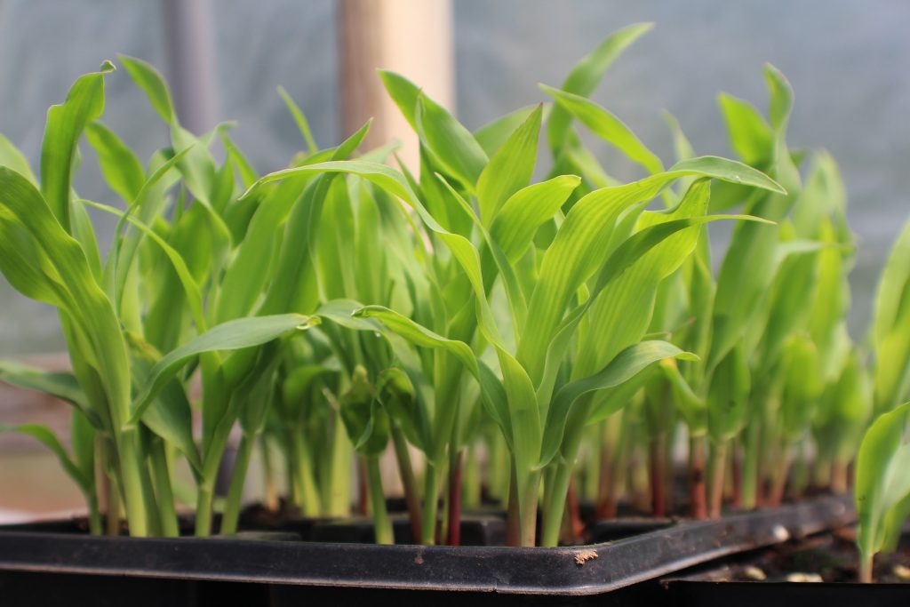 corn-4054140_1920 Seedlings growing in a planter.